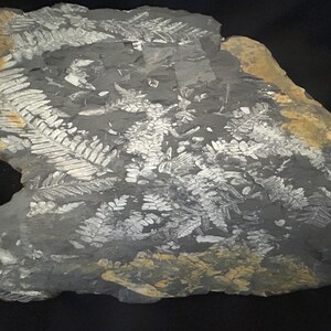 Large Fossil Tree Fern Plate. Ft. Neuropteris spp, Alethopteris serlii, and Pecopteris frondlet. From St. Clair, PA, USA.