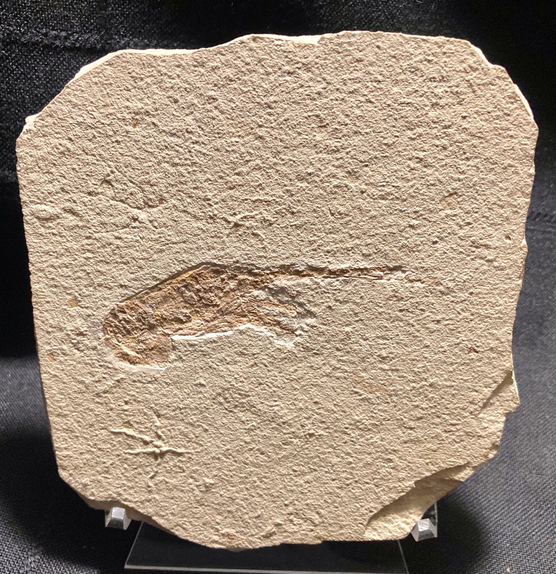 Fossil Shrimp with Two Brittle Stars. 5 X 5. From Haquel, Lebanon. Etsy