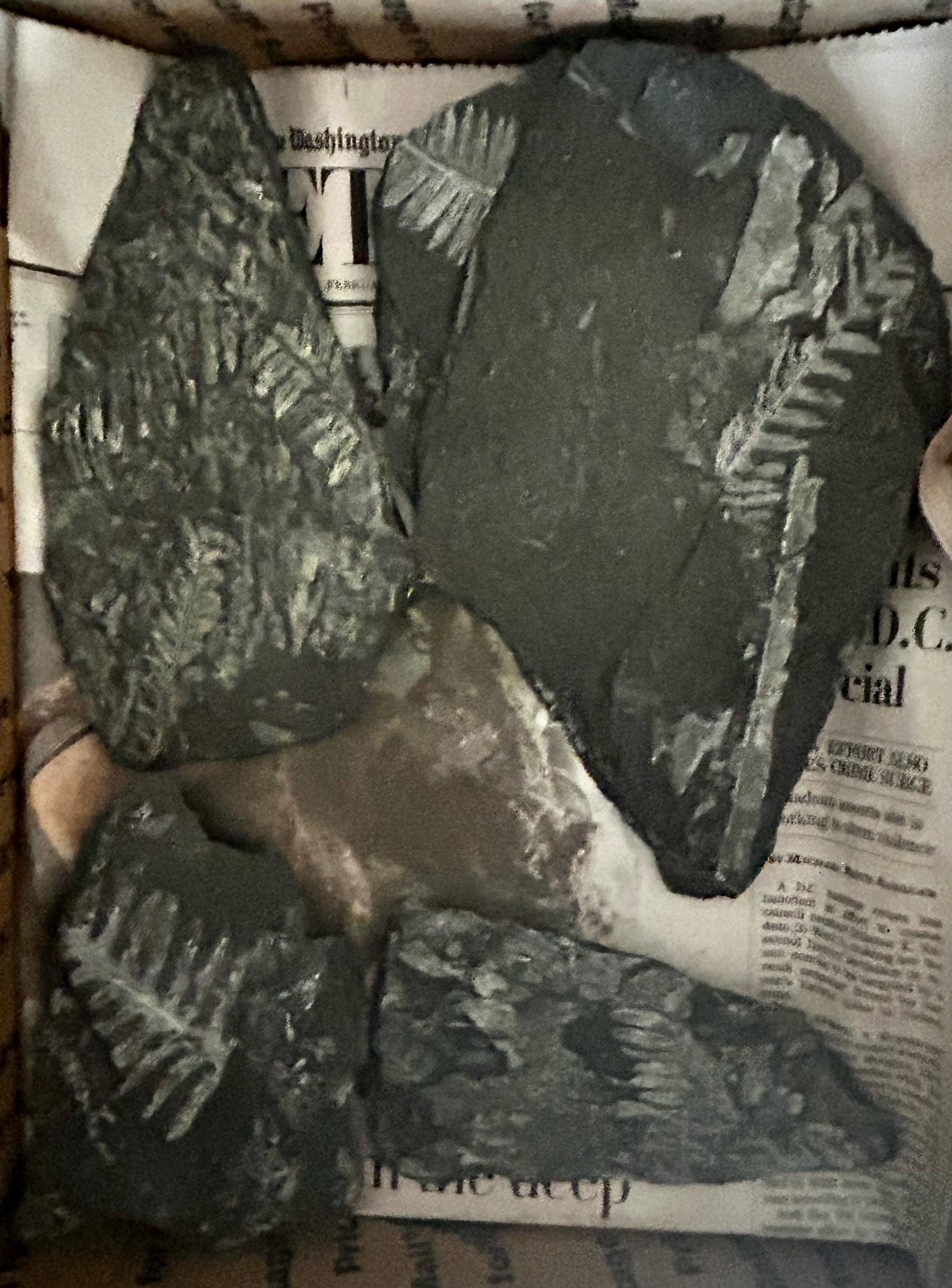 Fossil Tree Ferns (19 piece collection) ft. Alethopteris serlii. Carboniferous. From St. Clair, PA, USA