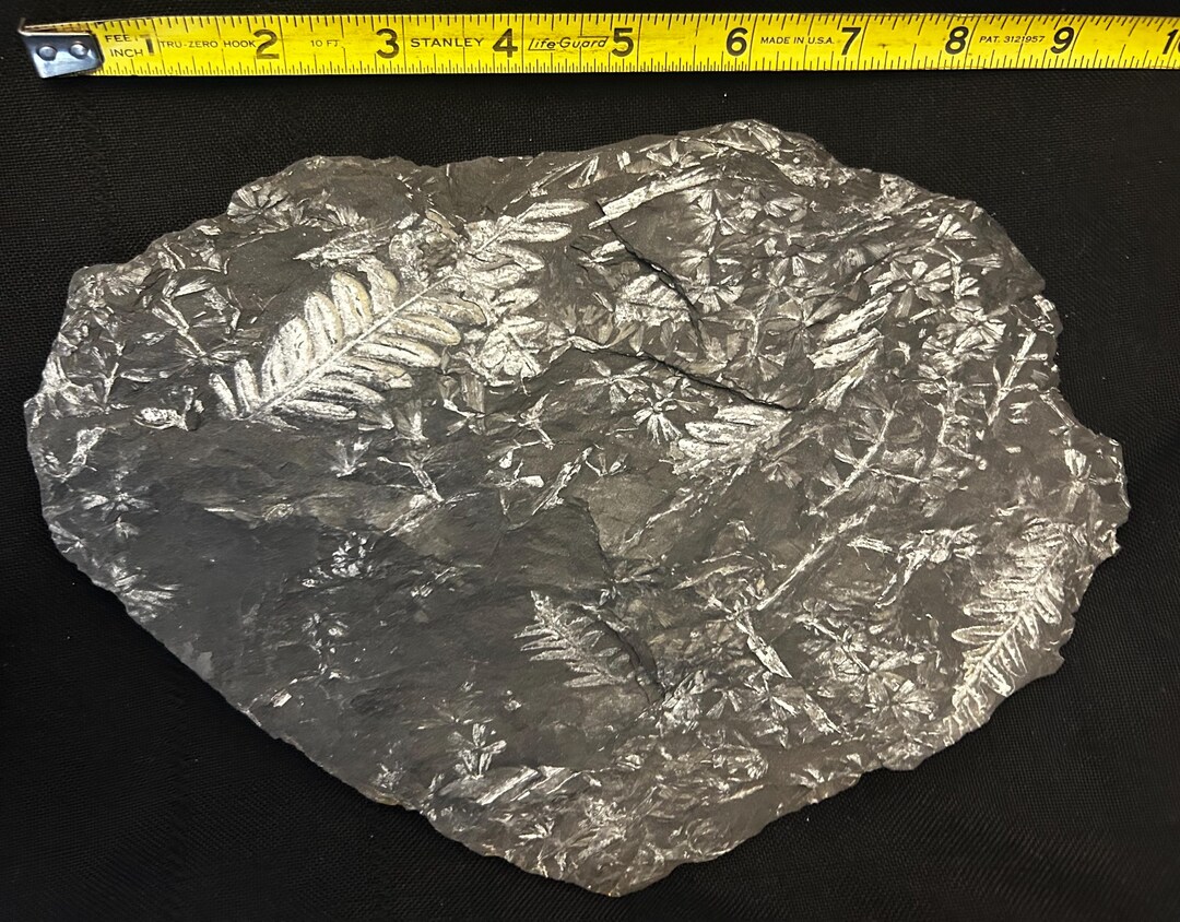 Megaphyton Tree Fossil Tree Fern (2-sided, 9.5