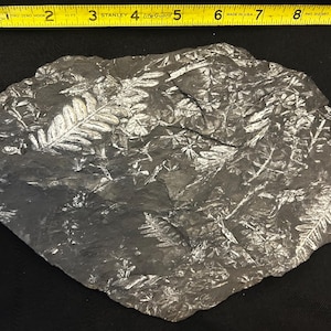 Fossil Tree Fern (2-sided, 9.5&quot;) ft. Alethopteris serlii, Sphenophyllum, and Neuropteris spp. Carboniferous age from St. Clair, PA, USA.