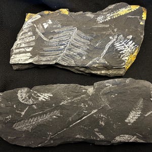 Fossil Tree Ferns (2-piece collection). Ft. Alethopteris serlii, Pecopteris, and Neuropteris spp. Carboniferous Age from St. Clair, PA, USA.