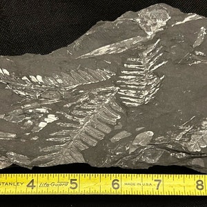 Fossil Tree Fern (10.5&quot;) ft. Alethopteris serlii and Neuropteris spp. Carboniferous Age from St. Clair, PA, USA.
