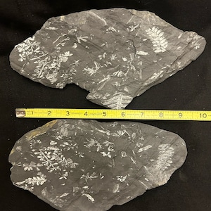 Set of 2 Fossil Tree Ferns ft. Sphenophyllum spp. Positive and Negative Fossil Fern Pair. Carboniferous Age, from St. Clair, PA, USA.