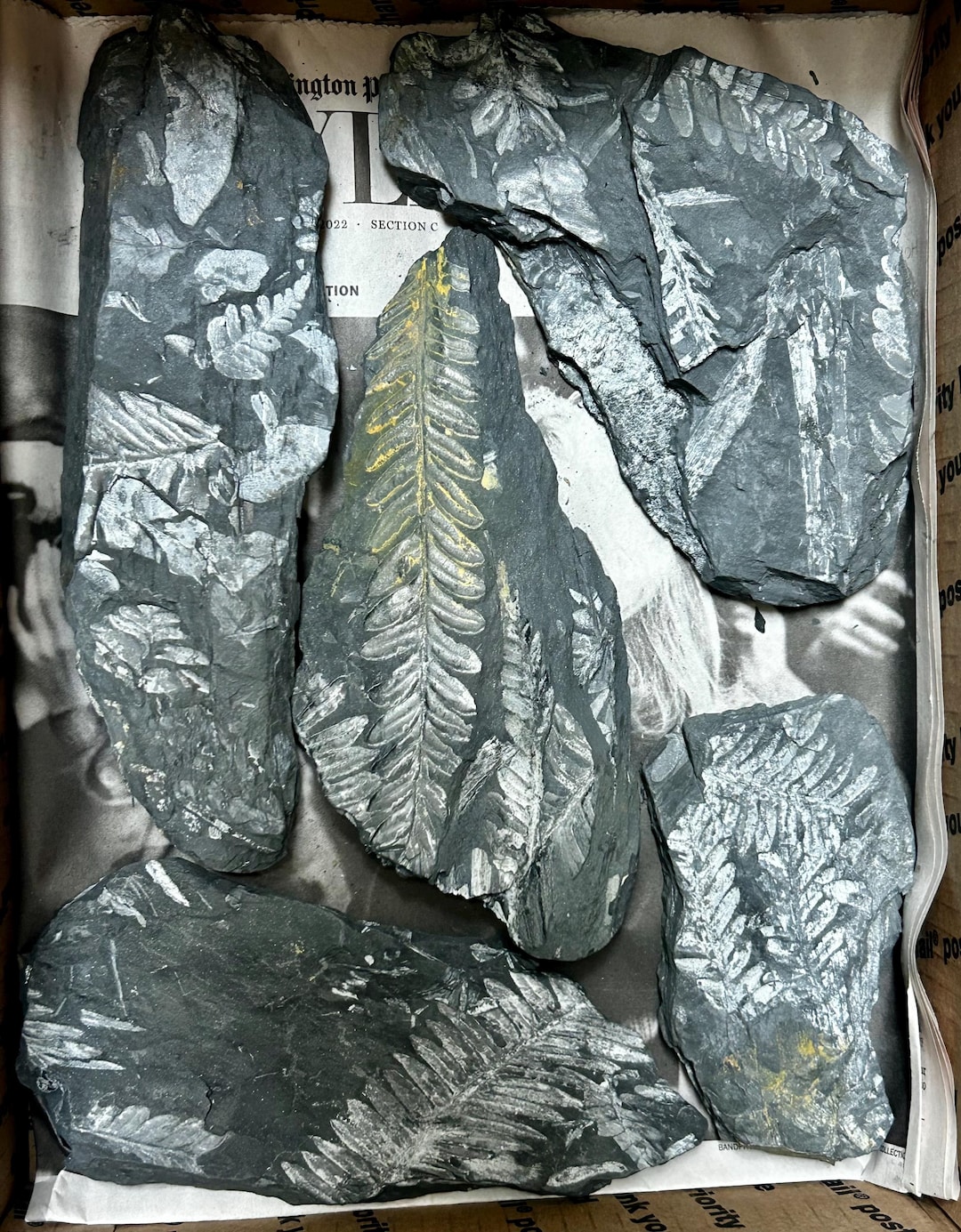 Megaphyton Tree Fossil Tree Fern (26 Piece Collection) Ft. Neuropteris Spp and ...