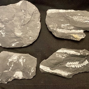 2 Pairs of Fossil Tree Ferns ft. Alethopteris serlii (4 Fossils, Positive and Negatives). Carboniferous era from Pennsylvania, USA