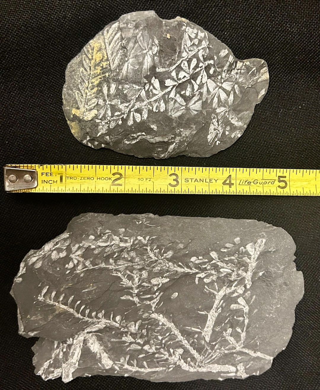 Megaphyton Tree 2 Fossil Tree Fern Plates With Display Stands. 5.5