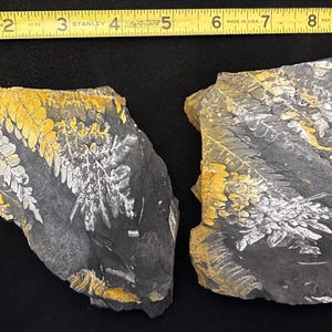Pair of Fossil Tree Fern Positive/Negative Plates. Features Neuropteris spp. Carboniferous, from St. Clair, PA, USA.