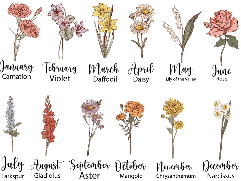 May include: A vintage style illustration of flowers representing each month of the year.  January is a carnation, February is a violet, March is a daffodil, April is a daisy, May is a lily of the valley, June is a rose, July is a larkspur, August is a gladiolus, September is an aster, October is a marigold, November is a chrysanthemum, and December is a narcissus.