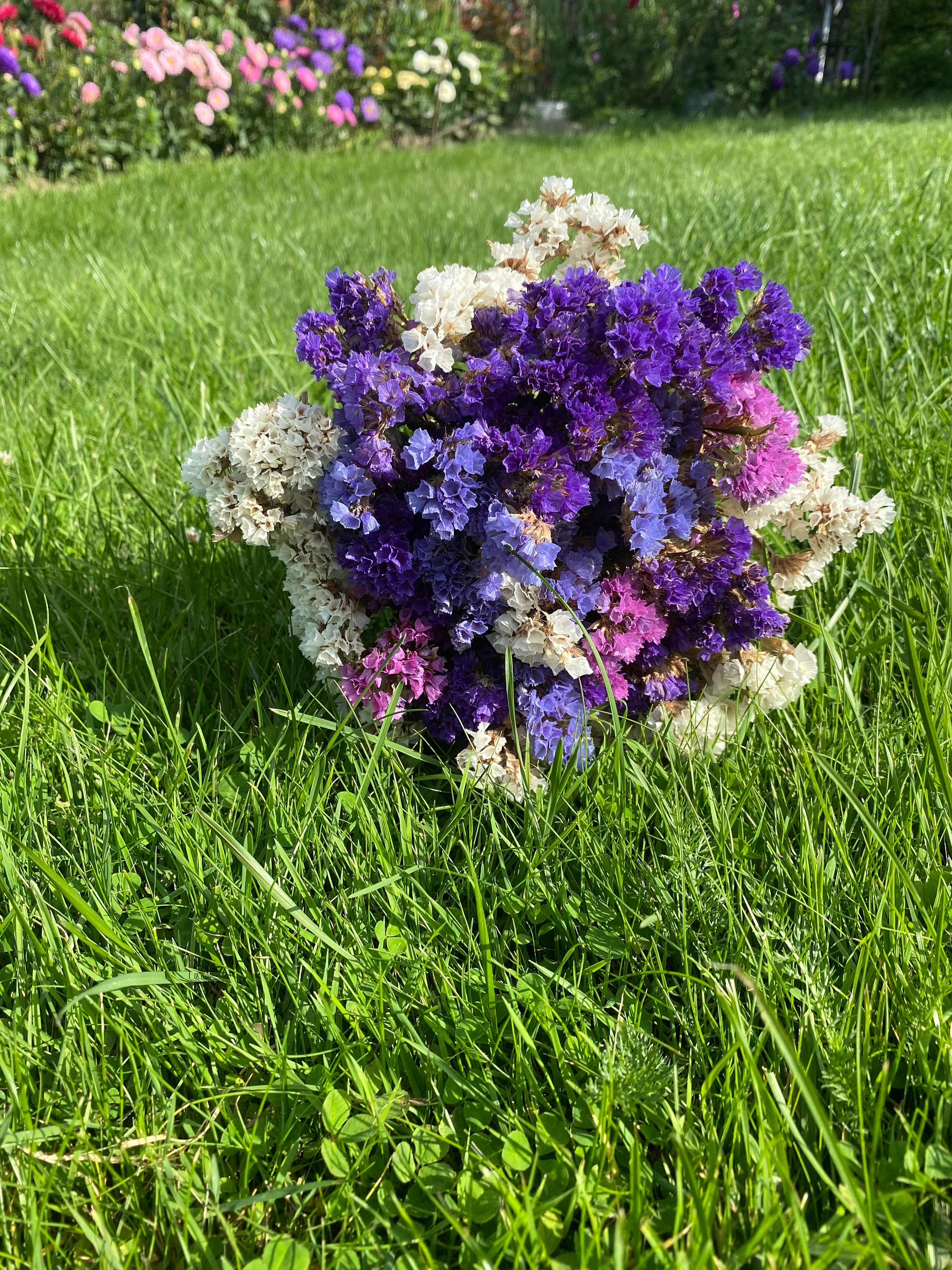 Statice Bouquet Dried Statice Statice Flowers Bouquet of Etsy