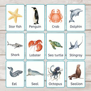 Puede incluir: Un conjunto de doce tarjetas didácticas con ilustraciones de acuarela de diversas criaturas marinas. Cada tarjeta muestra un animal diferente, incluyendo una estrella de mar, un pingüino, un cangrejo, un delfín, un tiburón, una langosta, una tortuga marina, una raya, una anguila, una foca, un pulpo y un león marino, con el nombre del animal debajo.