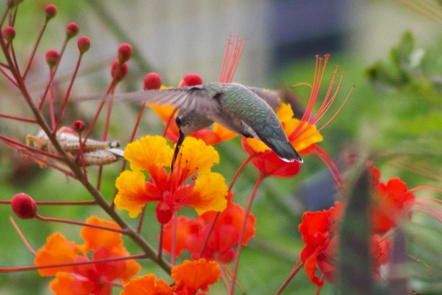 19+ Plant Pride Of Barbados Seeds