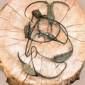 May include: Dried, twisted, brown plant pods with long, thin stems on a light brown wooden surface.