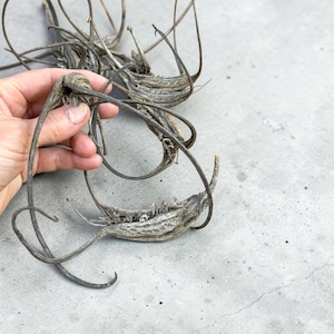 May include: A collection of dried, greyish-brown seed pods featuring elongated, curved, and slender appendages. The pods have a textured, fibrous surface and are arranged in a cluster, showcasing their natural, organic, and weathered appearance.