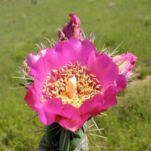 Giant Tree Cholla Cactus Cuttings – Live 6”+ Segments | Single or Multipack Options