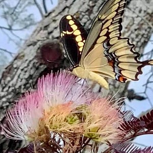 May include: A swallowtail butterfly with black, yellow, and orange patterned wings perched on a pink and white powder puff flower. The butterfly has a slender body and long antennae, while the flower features numerous thin, delicate filaments.