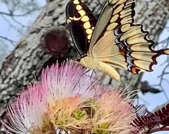 Dwarf Chocolate Mimosa Tree Seeds – Rare Albizia julibrissin – Burgundy Foliage & Pink Blooms