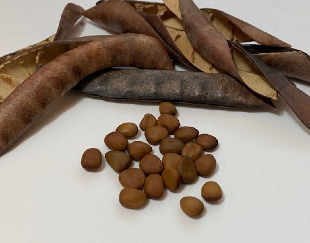 Pride of Barbados Seeds, Peacock Flower Seeds, Flowering Plant Seeds