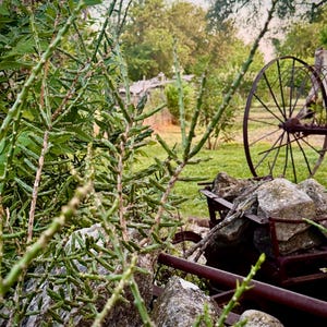 May include: A rusty metal cart filled with large, light gray rocks, positioned next to a green succulent plant with thin, segmented stems. A large, dark brown spoked metal wheel stands upright in the background on a grassy lawn.