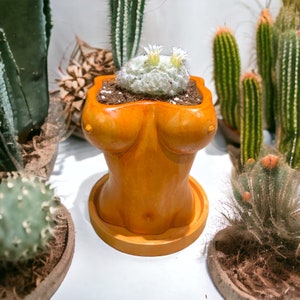 May include: An orange ceramic planter shaped like a torso, with a cactus planted inside. The planter has a round base and a detailed form. The cactus has a fuzzy texture and small white flowers. Other cacti are in the background.
