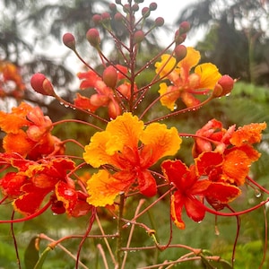 Pride of Barbados Seeds, Peacock Flower Seeds, Flowering Plant Seeds, Tropical Flower Seeds, Caesalpinia seeds