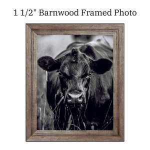 Framed Black Angus Cow Picture, Cow Photo, Framed Cow Portrait, Cow Print, Black and White cow
