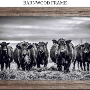 Framed Black Angus Cattle Picture, Cow Photo, Framed Cow Picture, Cow Print, Black and White cow, Photographs By Jenna