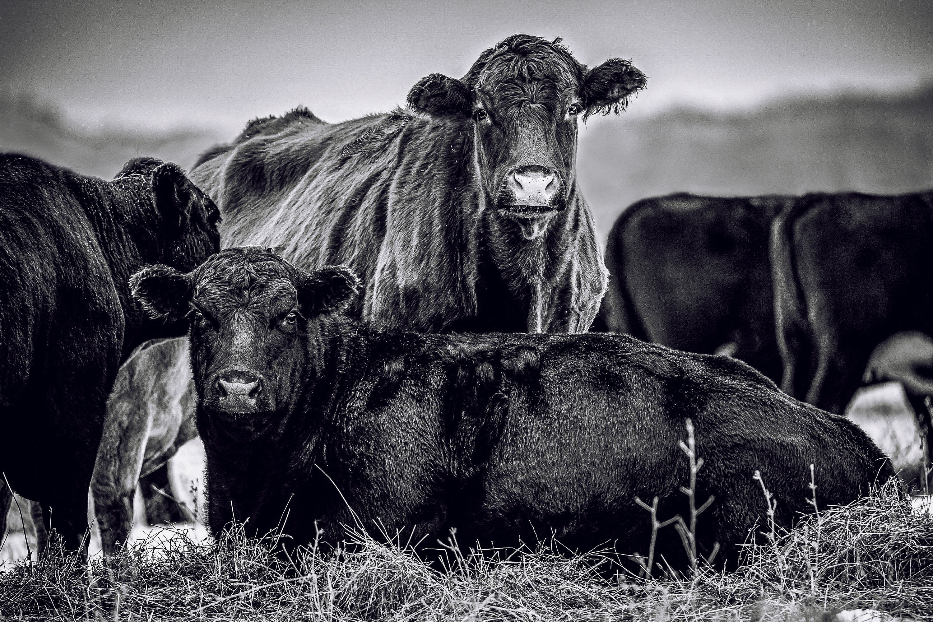 Black Angus Cattle Cow Photo Digital Download Black and Etsy
