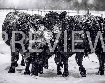 Black Angus Cattle, Bull Photo, Digital Download, Black and White, Photographs By Jenna