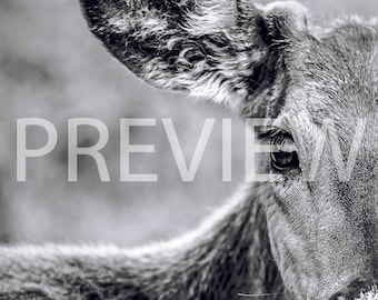 Immagine di cervo in bianco e nero, ritratto di animale, download digitale di cervo dalla coda bianca, fotografie di Jenna