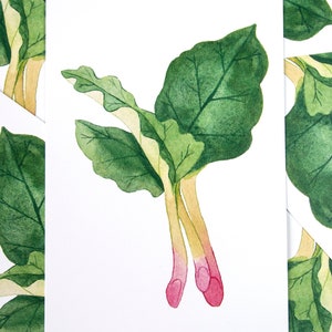 Rhubarbe - carte postale