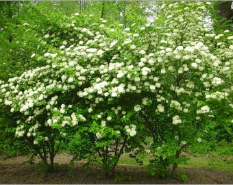 2 Blackhaw Viburnum shrubs(18-24") Native Shrub  Rare, blooms,