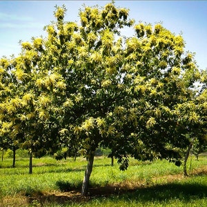 DEER WATCHERS!! 2 Nice Chinese Chestnut Trees (approx 18-24”tall)  Beautiful color, roasted nuts, christmas