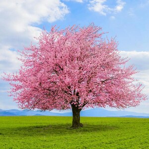 1 Ornamental Kwanzan Cherry Trees (24-36") From our Licensed Nursery!  Cherry blossoms, Early blooms, Pink flowers