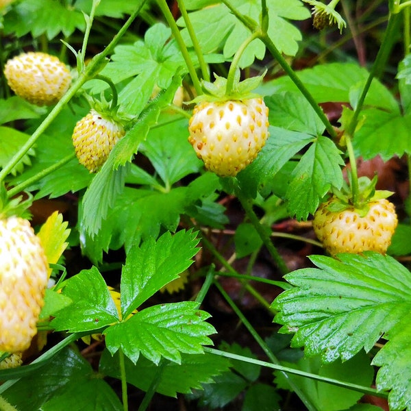 25 "Snowy Sweet" White Strawberry Starts! Ready to Plant Organic! Everbearing