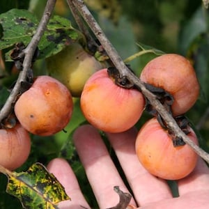 2 American Persimmon Trees (18-24”) Shade,Fruit,Backyard Wildlife!   Delicious, pie, desserts