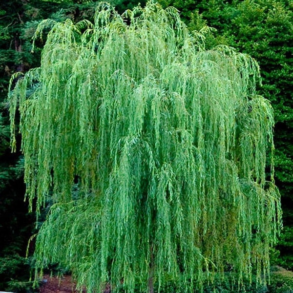 2 BIG Weeping Willow Trees (36-48") Big nice trees! Best shade tree and grows fast!
