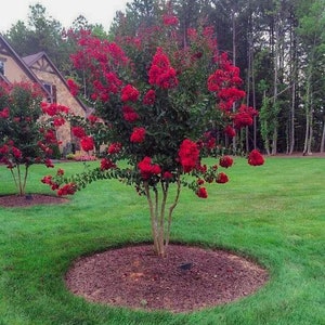 2 Red Crape Myrtles (24-30" tall) Great fall blooms!   Fast growers, gorgeous colors