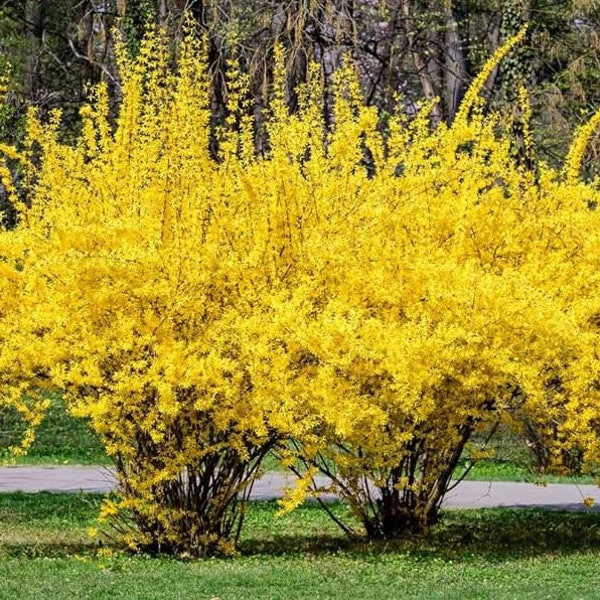 2 Forsythia Shrubs(18-24" tall) Beautiful Spring Flowers and ready to plant!  Early blooms