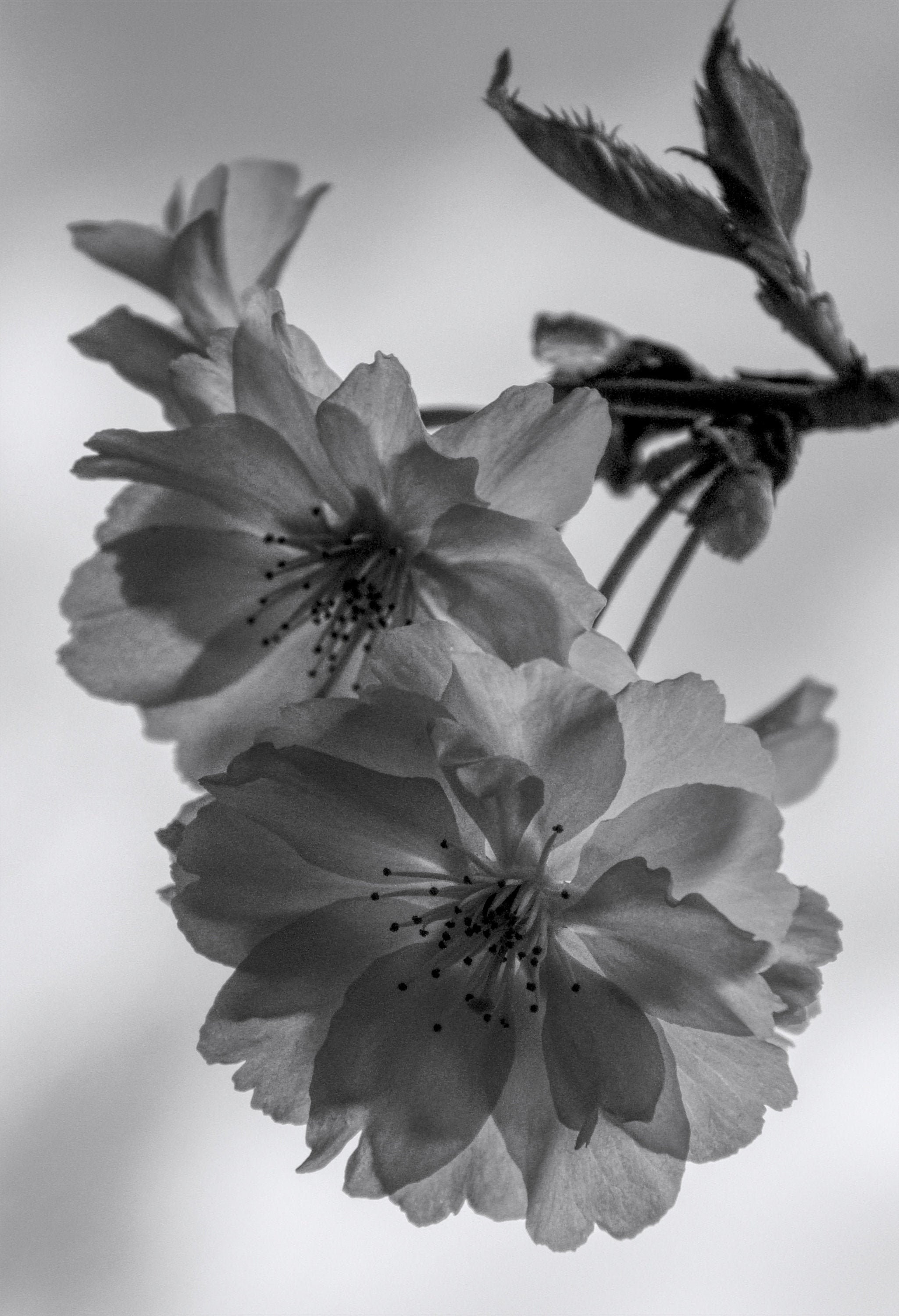 Cherry Blossoms in Black and White Etsy