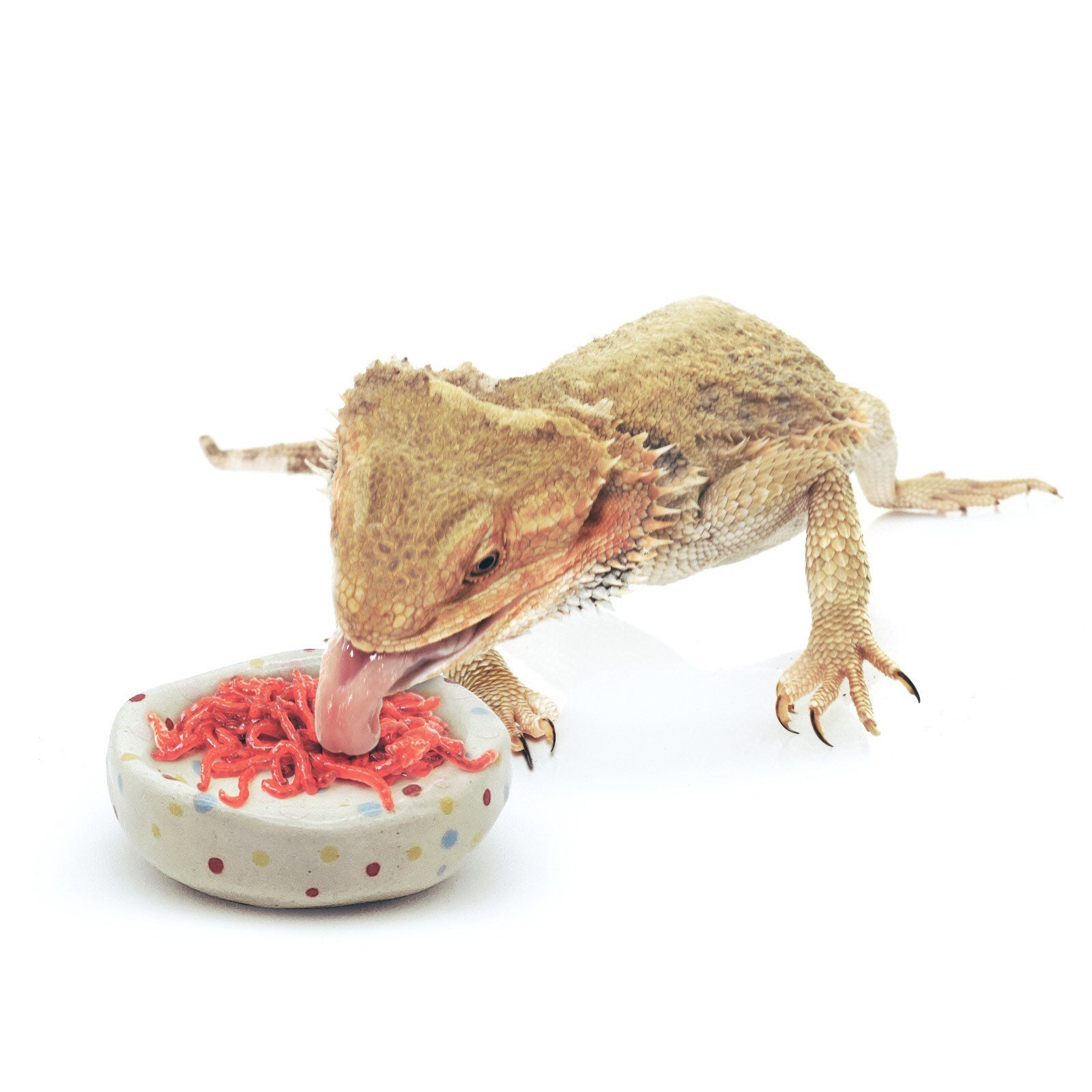Leopard Gecko Calcium Bowl Plato de calcio hecho a mano Etsy