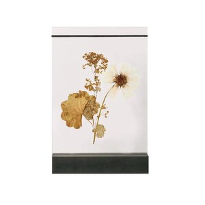 Flower/Botanical Display Holder/Frame - Art/Craft/Photo Display