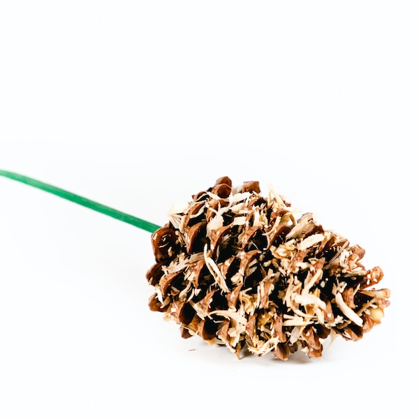 Eco-Friendly Unscented Pine Cone Fire Starter | Pure Beeswax | Organic Hemp Wick | Camping Essentials