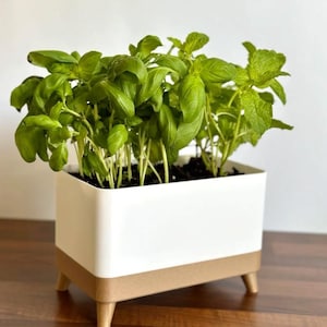 May include: A rectangular white planter box with a light brown base and small wooden legs. The planter is filled with vibrant green basil and mint plants. The plants have large, textured leaves and are thriving in the soil.