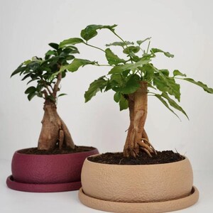 May include: Two bonsai trees with thick, textured trunks and green leaves. One tree is planted in a round, deep red ceramic pot with a matching saucer, and the other is in a round, beige ceramic pot with a matching saucer, both filled with soil.