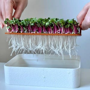 May include: A tray of microgreens with green leaves and purple stems, held above a white container. The microgreens have long, white roots. The tray is brown and the container is white. The image shows a close-up of the microgreens and their roots.