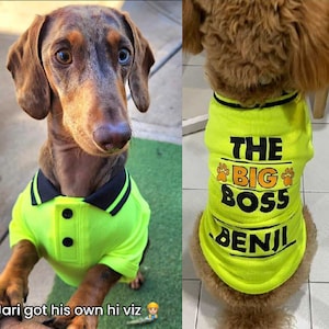 May include: A brown dachshund with one blue eye and one brown eye wearing a neon green polo shirt with black trim. The dog is standing on its hind legs. The text "Jari got his own hi viz" is at the bottom.