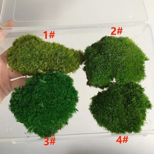 High Quality Pillow Moss Sample , 4color Pillow Moss Sample, DIY Moss Craft,Moss Decoration