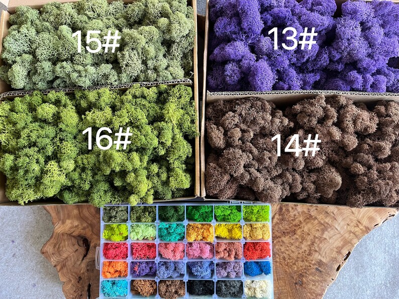 Wholesale Reindeer Lichen Moss Preserved Moss for Art Wall Decor, Dried