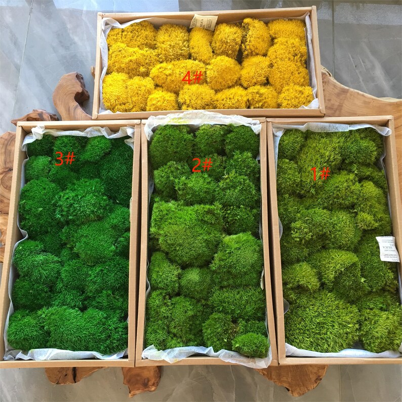 Preserved Ball Moss Forest Green, Stabilized Pillow Moss Dried Natural Wholesale Moss, Florists